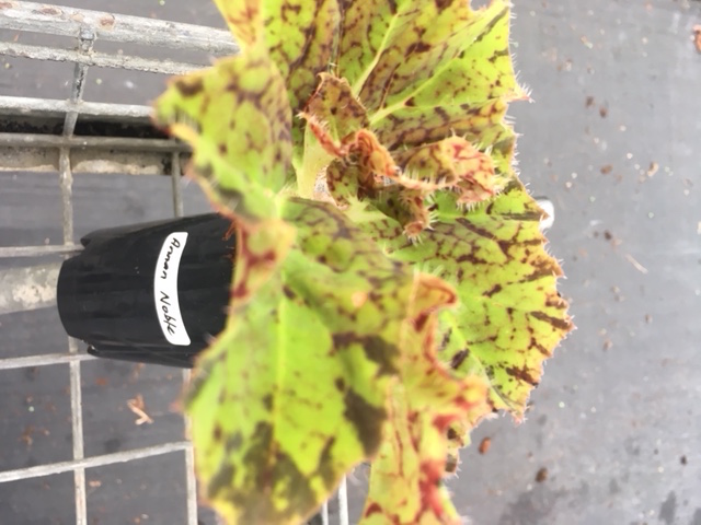 B. ‘Annan Noble’